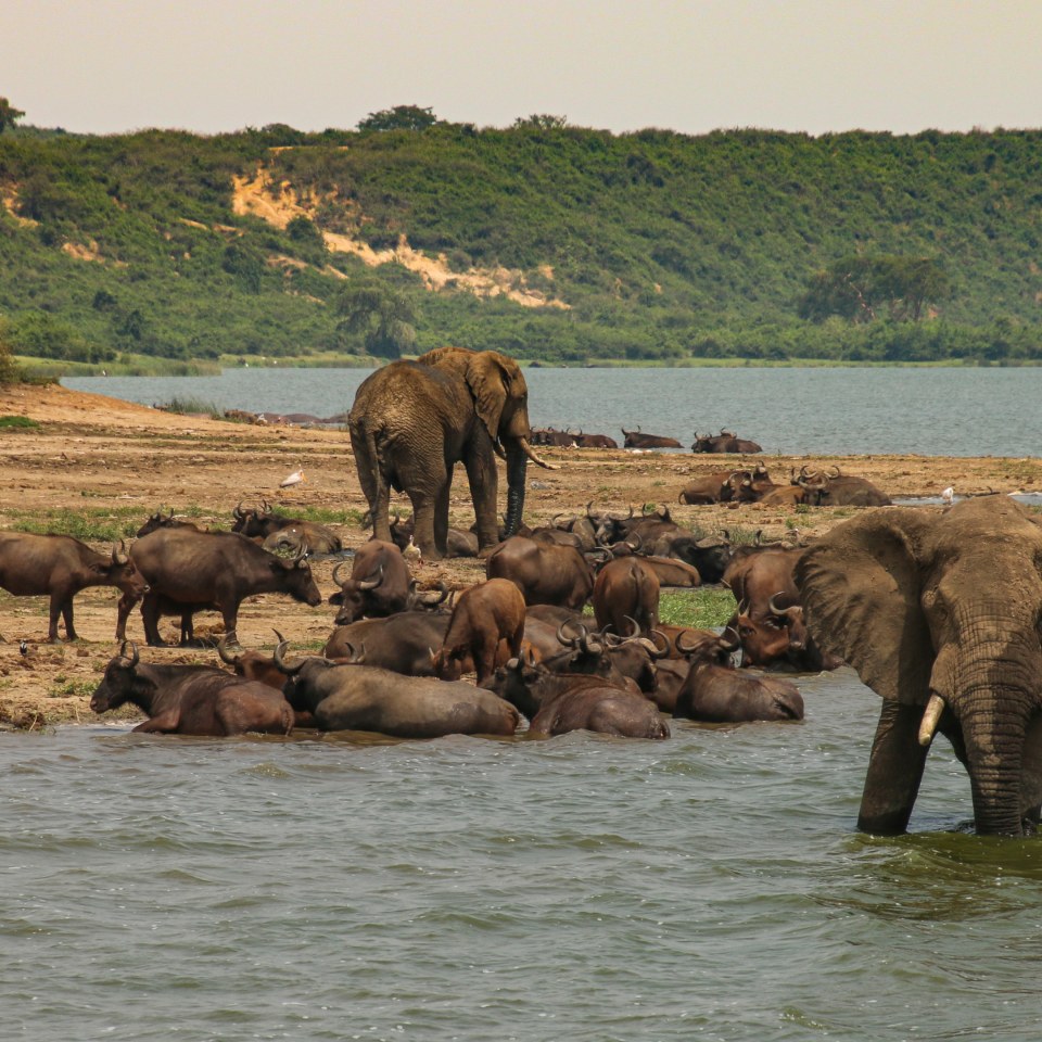 Churchill's Erbe: die grüne Perle Afrikas